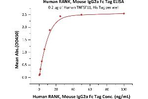 Immobilized Human TNFSF11, His Tag (ABIN5674645,ABIN6809989) at 2 μg/mL (100 μL/well) can bind Human RANK, Mouse IgG2a Fc Tag, low endotoxin (ABIN5954944,ABIN6253593) with a linear range of 0. (TNFRSF11A Protein (AA 30-212) (Fc Tag))