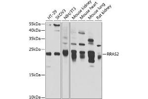 Western blot analysis of extracts of various cell lines, using RR antibody (ABIN6132604, ABIN6147257, ABIN6147258 and ABIN6222873) at 1:1000 dilution. (RRAS2 Antikörper  (AA 1-204))