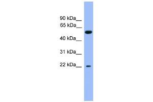 WB Suggested Anti-COCH Antibody Titration: 0. (COCH Antikörper  (C-Term))