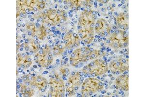 Immunohistochemistry of paraffin-embedded Mouse kidney using DEFB132 Polyclonal Antibody at dilution of 1:100 (40x lens). (DEFB132 Antikörper)