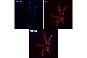 Immunofluorescence (IF) image for anti-Red Fluorescent Protein (RFP) antibody (DyLight 405) (ABIN7273107) (RFP Antikörper  (DyLight 405))