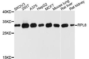 Western blot analysis of extracts of various cell lines, using RPL8 antibody (ABIN4905043) at 1:1000 dilution. (RPL8 Antikörper)