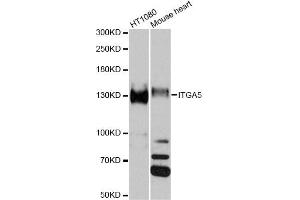 Western blot analysis of extracts of various cell lines, using ITGA5 antibody (ABIN1882336) at 1:1000 dilution. (ITGA5 Antikörper)