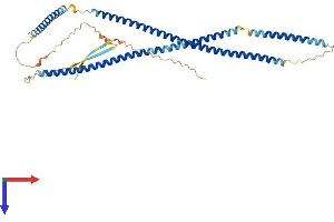 KRT23 Protein (AA 1-422) (His tag)