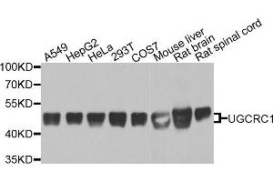 Western blot analysis of extracts of various cell lines, using UQCRC1 antibody (ABIN5971722) at 1/1000 dilution.