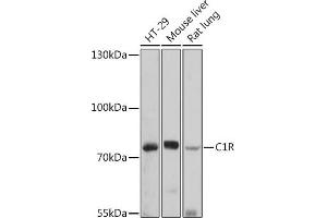 Western blot analysis of extracts of various cell lines, using C1R antibody (ABIN7266476) at 1:1000 dilution. (C1R Antikörper  (AA 466-705))