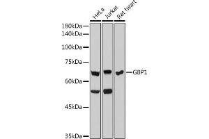 Western blot analysis of extracts of various cell lines, using GBP1 antibody (ABIN7267549) at 1:1000 dilution. (GBP1 Antikörper)