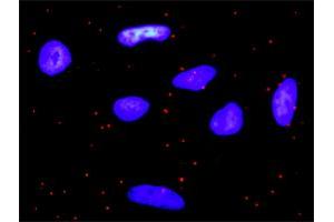 Proximity Ligation Analysis of protein-protein interactions between PDGFA and PDGFRA. (PDGFRA Antikörper  (AA 25-218))