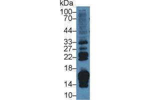 Western Blot; Sample: Rat Small intestine lysate; Primary Ab: 2µg/ml Rabbit Anti-Rat RBP2 Antibody Second Ab: 0.