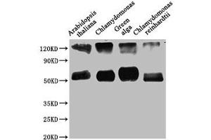 Western Blot Positive WB detected in: Arabidopsis thaliana leaf tissue, Chlamydomonas tissue, Green alga tissue, Chlamydomonas reinhardtii tissue All lanes: rbcL antibody at 1:1250 Secondary Goat polyclonal to rabbit IgG at 1/50000 dilution Predicted band size: 53 kDa Observed band size: 53 kDa (RBCL (AA 3-479) Antikörper)