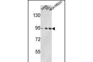Western blot analysis of VCP Antibody (C-term) (ABIN390907 and ABIN2841113) in Jurkat, 293, MDA-M cell line lysates (35 μg/lane). (VCP Antikörper  (C-Term))