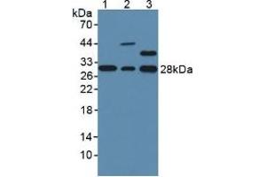 Figure. (GSTO1 Antikörper  (AA 24-233))