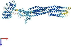 ACTN1 Protein (AA 1-892) (His tag)