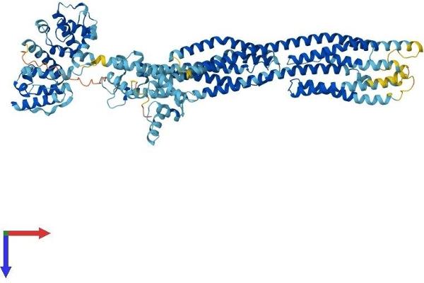 ACTN1 Protein (AA 1-892) (His tag)