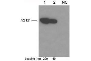 Lane 1-2: Multiplex tag cell lysate (ABIN1536505) NC: 293 cell lysatePrimary antibody: Anti-c-Myc-tag Monoclonal Antibody (Mouse) (ABIN396860) The Western was performed using One-Step Western Blot Kit (ABIN491503) with 0.