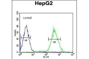 FOXP3 Antibody (Center) (ABIN650728 and ABIN2839416) flow cytometric analysis of HepG2 cells (right histogram) compared to a negative control cell (left histogram). (FOXP3 Antikörper  (AA 155-182))