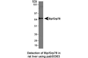 Image no. 1 for anti-Heat Shock 70kDa Protein 5 (Glucose-Regulated Protein, 78kDa) (HSPA5) (AA 600-654), (C-Term) antibody (ABIN363672) (GRP78 Antikörper  (C-Term))