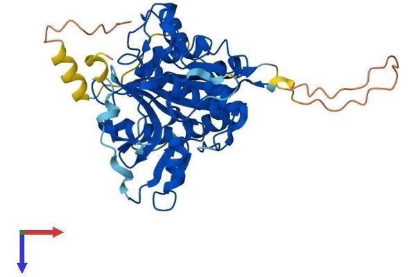 ATG4B Protein (AA 1-393) (His tag)