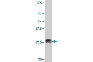 Western Blot detection against Immunogen (35. (OCT4 Antikörper  (AA 81-164))
