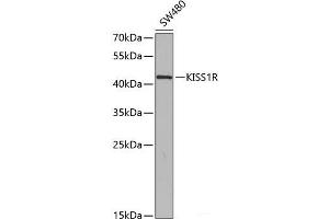 Western blot analysis of extracts of SW480 cells using KISS1R Polyclonal Antibody at dilution of 1:350. (KISS1R Antikörper)