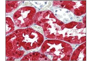 Immunohistochemistry Image: Human Kidney: Formalin-Fixed, Paraffin-Embedded (FFPE) (ASS1 Antikörper  (Internal Region))