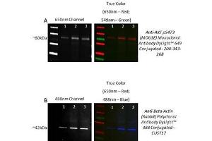 Western Blot comparison of Western Blot Stripping Buffer using Fluorescent labeled Primary Antibodies.