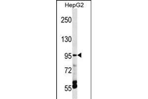 TRPV5 Antibody (C-term) (ABIN1537515 and ABIN2848459) western blot analysis in HepG2 cell line lysates (35 μg/lane). (TRPV5 Antikörper  (C-Term))