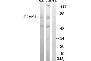 Western blot analysis of extracts from A549 cells and COS-7 cells, using EIF2AK1 antibody. (EIF2AK1 Antikörper  (Internal Region))