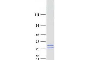 Validation with Western Blot (MCEMP1 Protein (Myc-DYKDDDDK Tag))