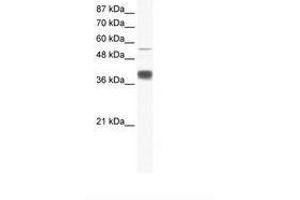 Image no. 1 for anti-Mesoderm Induction Early Response 1, Family Member 3 (MIER3) (AA 137-186) antibody (ABIN6736028) (MIER3 Antikörper  (AA 137-186))