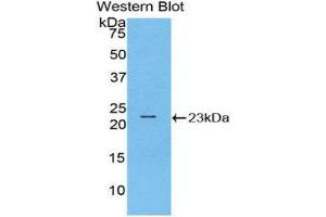 Western Blotting (WB) image for anti-Ribonuclease A10 (AA 27-216) antibody (ABIN1171809) (Ribonuclease A10 (AA 27-216) Antikörper)