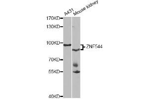Western blot analysis of extracts of various cell lines, using ZNF544 antibody. (ZNF544 Antikörper)