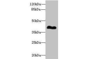 ROM1 抗体  (AA 126-263)