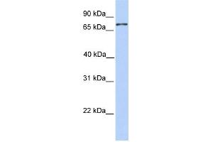 WB Suggested Anti-COLEC12 Antibody Titration:  0. (COLEC12 Antikörper  (N-Term))