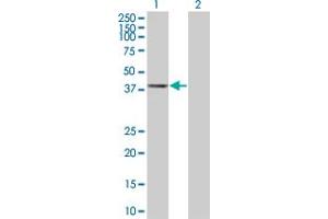 Western Blot analysis of AHCY expression in transfected 293T cell line ( H00000191-T01 ) by AHCY MaxPab polyclonal antibody. (AHCY Antikörper  (AA 1-432))