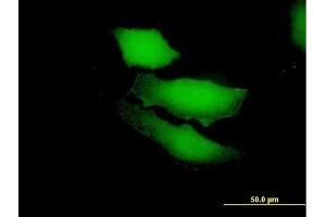 Immunofluorescence of purified MaxPab antibody to RGS13 on HeLa cell. (RGS13 Antikörper  (AA 1-159))