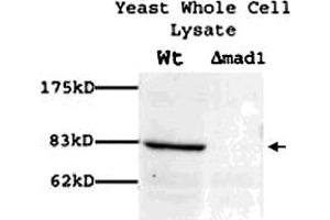 Western blot showing Mad1p polyclonal antibody  (1 : 100) on yeast whole cell lysate. (PSMD14 Antikörper)