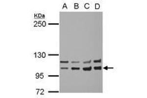 Image no. 2 for anti-Insulin Receptor (INSR) (AA 816-988) antibody (ABIN1498892) (Insulin Receptor Antikörper  (AA 816-988))