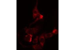 ABIN6274523 staining RAW264. (CREBZF Antikörper  (Internal Region))