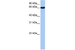 hCG_1646157 antibody used at 0. (Zinc Finger Protein 891 (ZNF891) (N-Term) Antikörper)