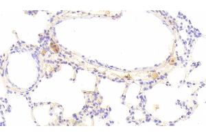 Detection of IFNb in Rat Lung Tissue using Monoclonal Antibody to Interferon Beta (IFNb) (IFNB1 Antikörper  (AA 23-169))