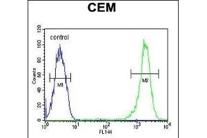 CASP3(Asp175) Antibody (ABIN651176 and ABIN2840112) flow cytometric analysis of CEM cells (right histogram) compared to a negative control cell (left histogram). (Caspase 3 Antikörper  (Asp175))