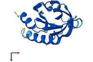 Profilin 3 Protein (PFN3) (AA 1-137) (His tag)