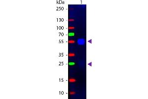 Western blot of Fluorescein conjugated Goat F(ab’)2 Anti-Rabbit IgG Pre-Adsorbed secondary antibody. (Ziege anti-Kaninchen IgG (Heavy & Light Chain) Antikörper (FITC) - Preadsorbed)