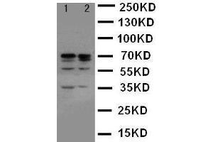Anti-Lamin A+C antibody, Western blotting Lane 1: HELA Cell Lysate Lane 2: A431 Cell Lysate (Lamin A/C Antikörper  (C-Term))