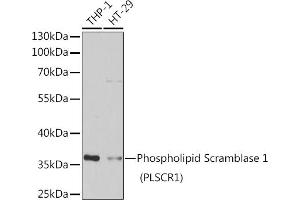 Western blot analysis of extracts of various cell lines, using Phospholipid Scramblase 1 (Phospholipid Scramblase 1 (PLSCR1)) antibody (ABIN6132498, ABIN6145796, ABIN6145797 and ABIN6222400) at 1:1000 dilution. (PLSCR1 Antikörper  (AA 1-318))
