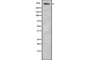 Western blot analysis of LAMA5 expression in HEK293 cells ,The lane on the left is treated with the antigen-specific peptide. (Laminin alpha 5 Antikörper  (N-Term))