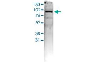 Western Blot (Cell lysate) analysis of 40 ug whole cell extracts of U2OS cells. (AGO1 Antikörper  (C-Term))