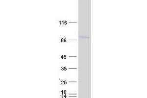 Validation with Western Blot (DCP1B Protein (Myc-DYKDDDDK Tag))