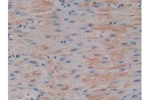 IHC-P analysis of Mouse Stomach Tissue, with DAB staining. (IGFBP6 Antikörper  (AA 46-238))